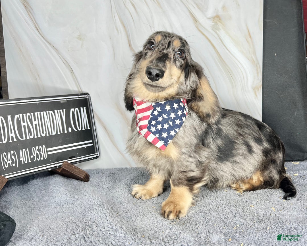 Miniature Dachshund dogs for sale: Miniature Dachshund litter of 3 puppies - Ad 4