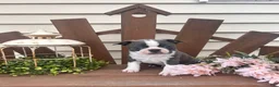 Boston Terrier dogs for sale: Spuds  - Ad 3