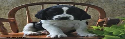 English Springer Spaniel dogs for sale: Wafer  - Ad 3