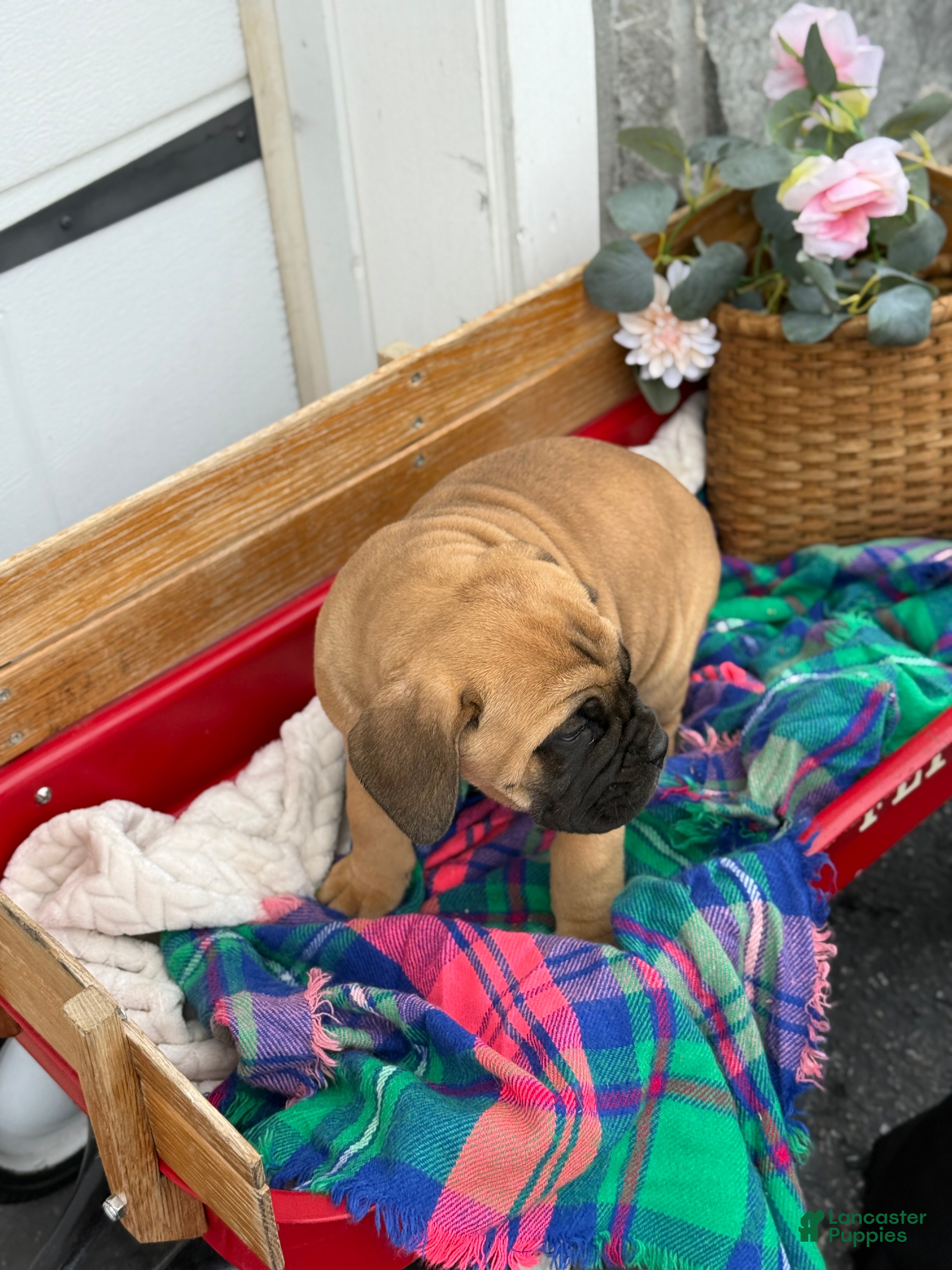 Cane Corso dogs Audrey - Ad 2