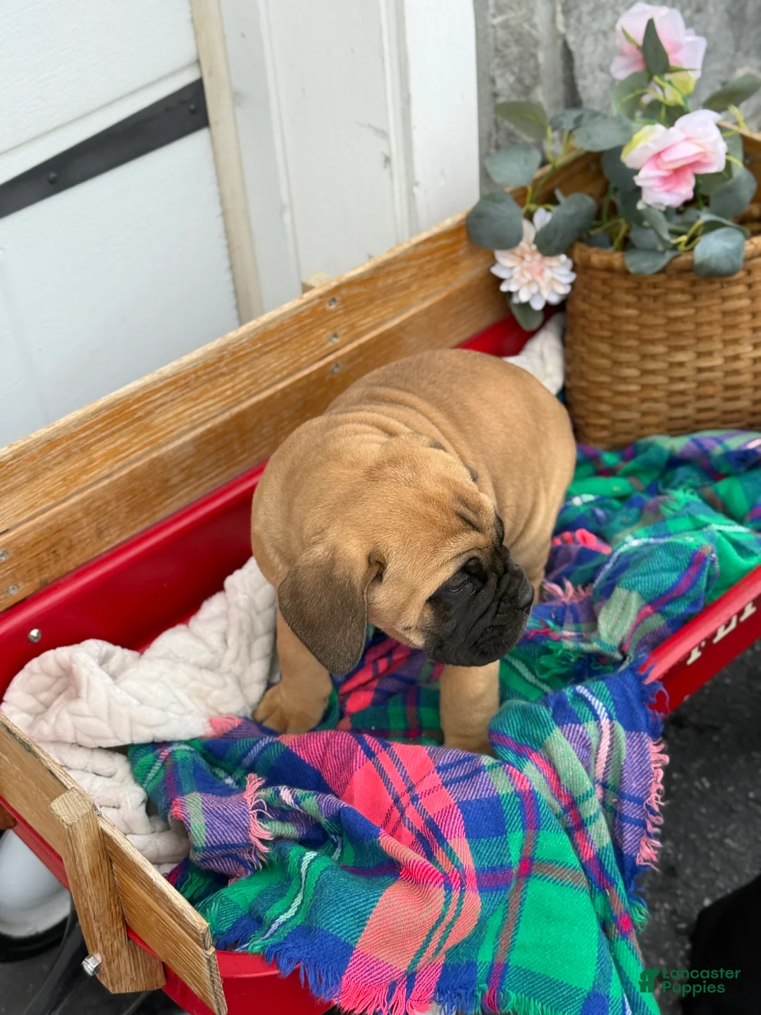 Cane Corso dogs for sale: Audrey - Ad 2