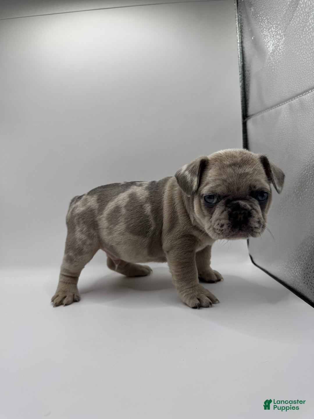 French Bulldog dogs for sale: French Bulldog Puppy 2 - Ad 2