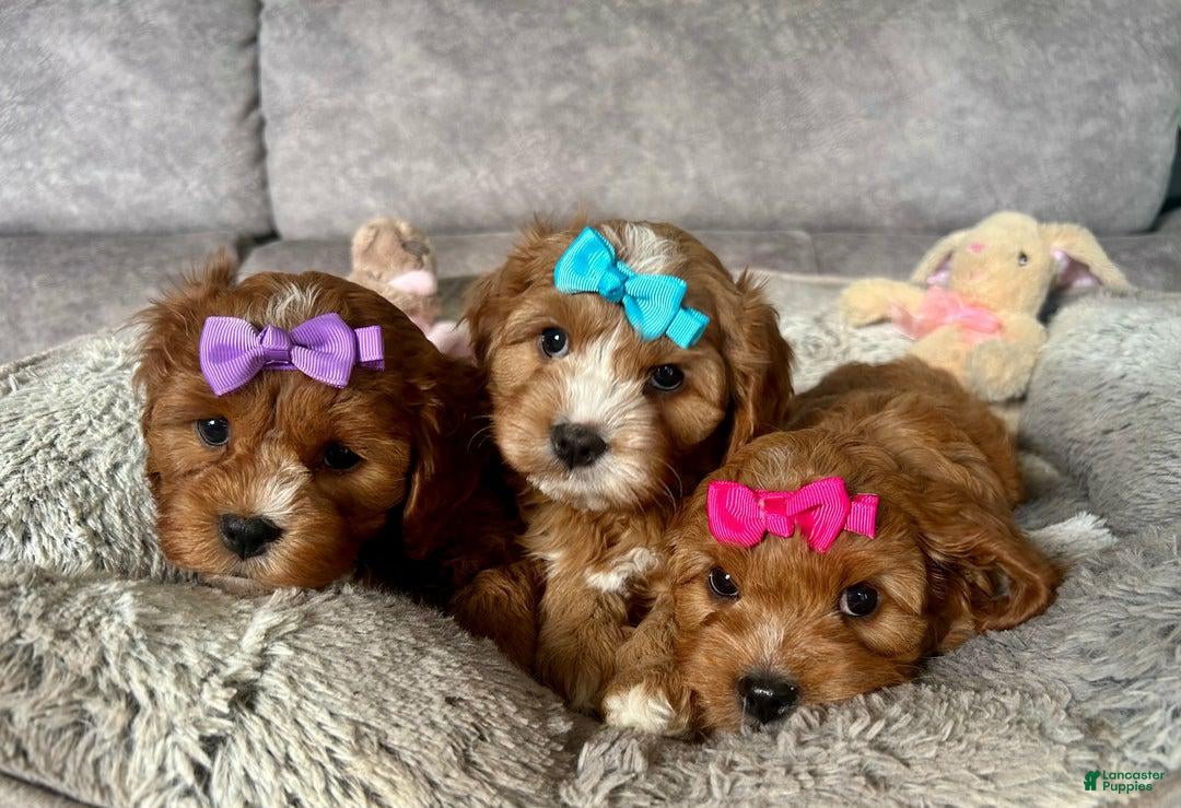 Cavapoo dogs for sale: Bella - Ad 9