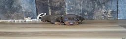 Miniature Dachshund dogs for sale: Griff - Ad 3