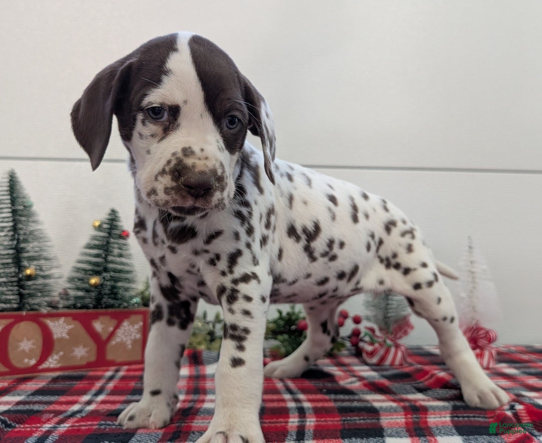 Dalmatian dogs for sale: Penny  - Ad 9