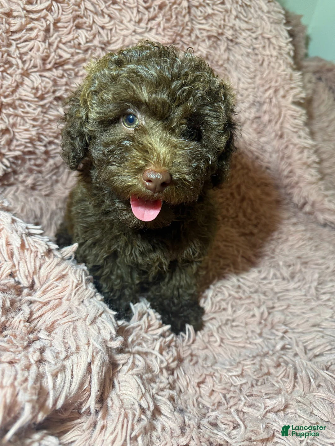 Toy Poodle dogs for sale: Toy Poodle Puppy 1 - Ad 3