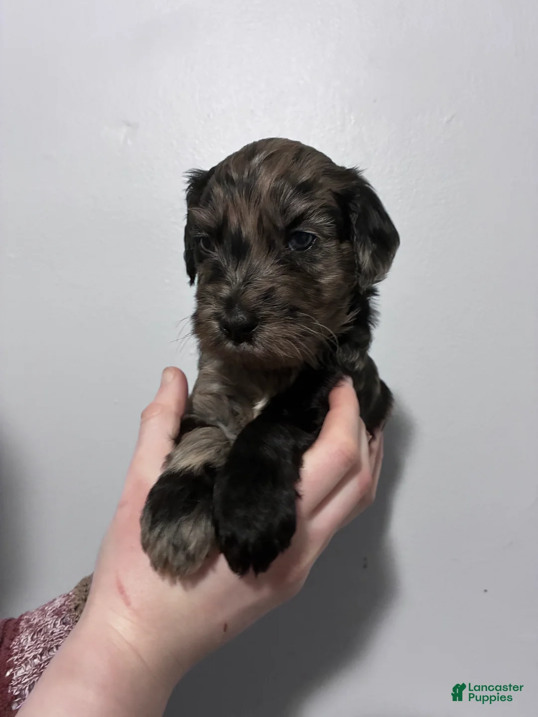 Mixed Breed dogs for sale: Blaze - Ad 1