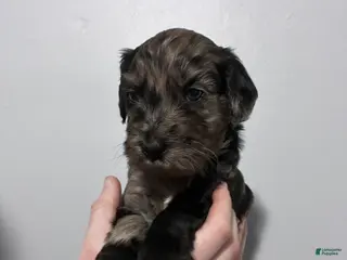 Mixed Breed dogs Blaze - Ad 25