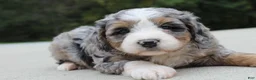 Mini Bernedoodle dogs for sale: Sammy  - Ad 3