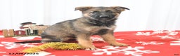 German Shepherd dogs for sale: Laurel - Ad 3