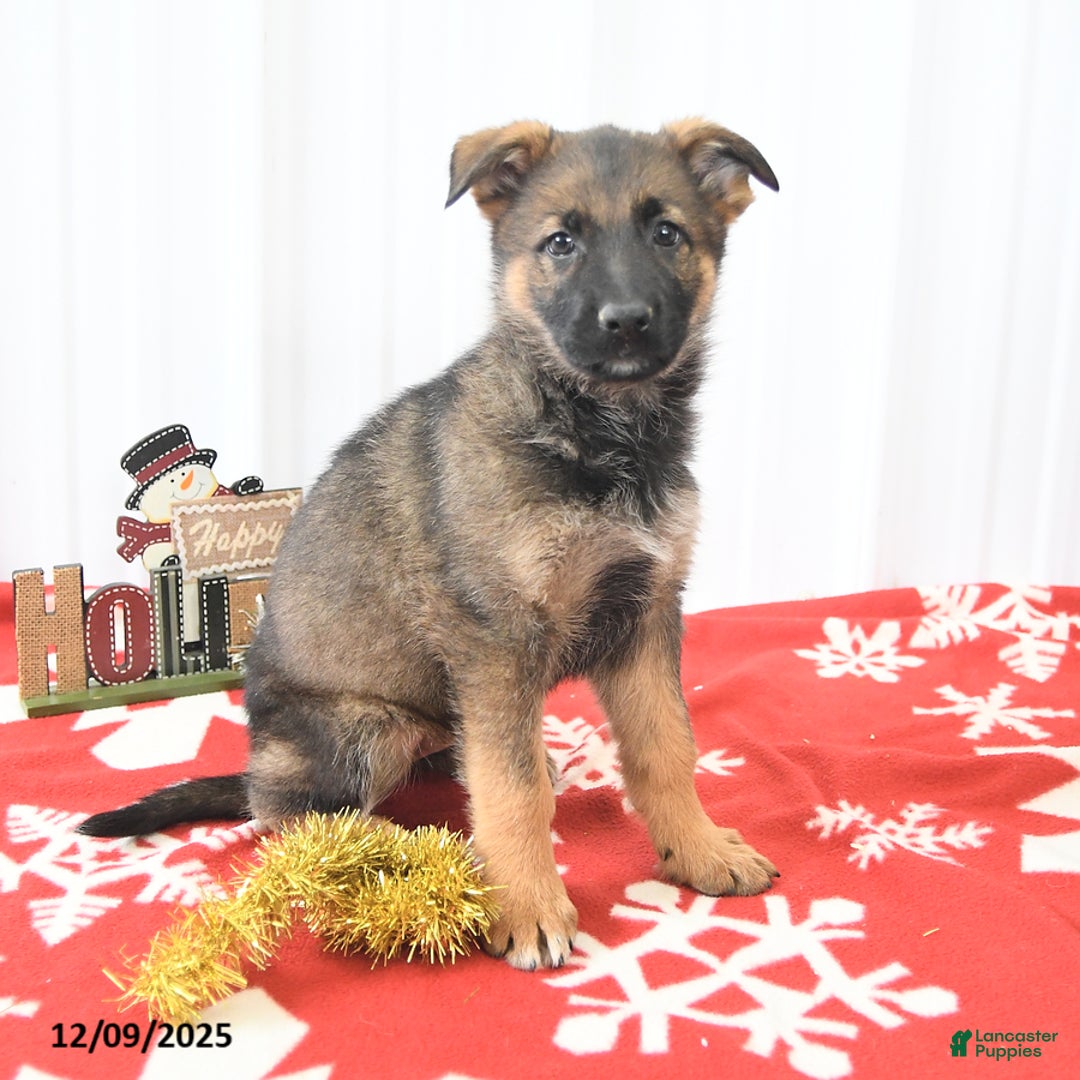 German Shepherd dogs for sale: Laurel - Ad 3