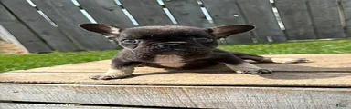 Koko