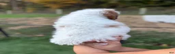 Goldendoodle dogs for sale: Snow White  - Ad 11