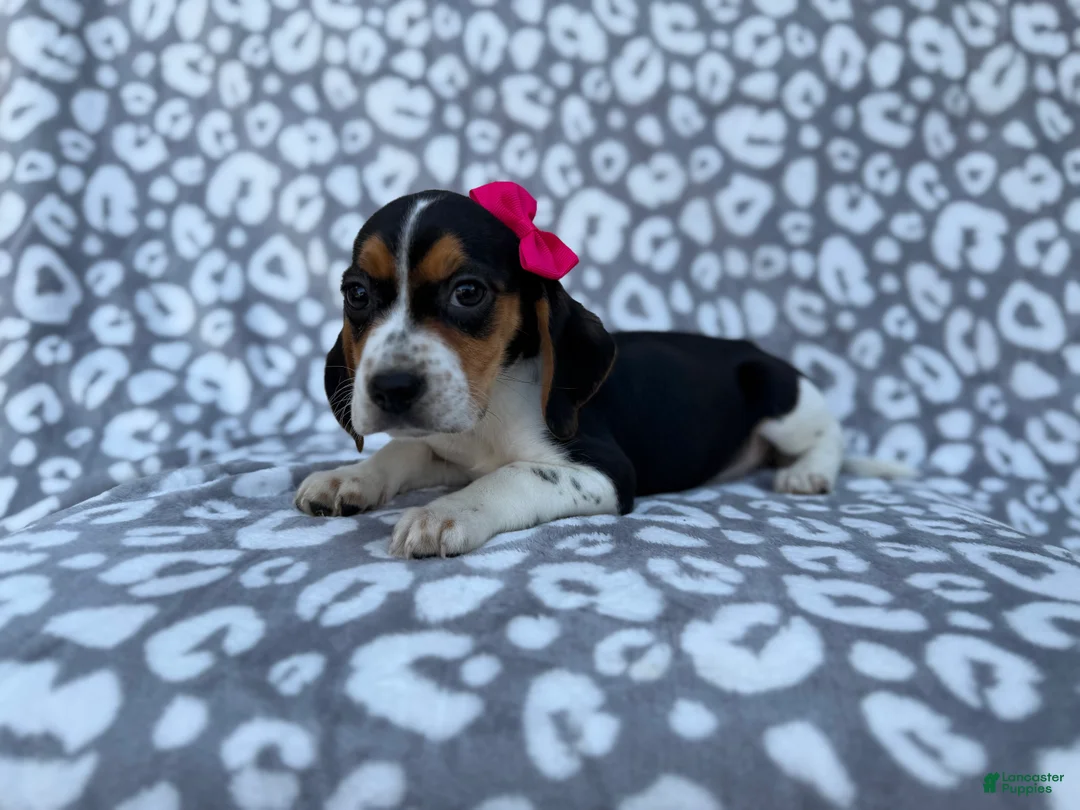 Beagle dogs for sale: Velma - Ad 4