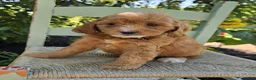 Cavapoo dogs for sale: Shelly - Ad 3