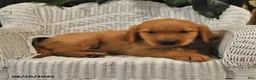 Golden Retriever dogs for sale: Bob - Ad 3