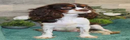 Cavapoo dogs for sale: Roxy's #1 Male - Ad 5