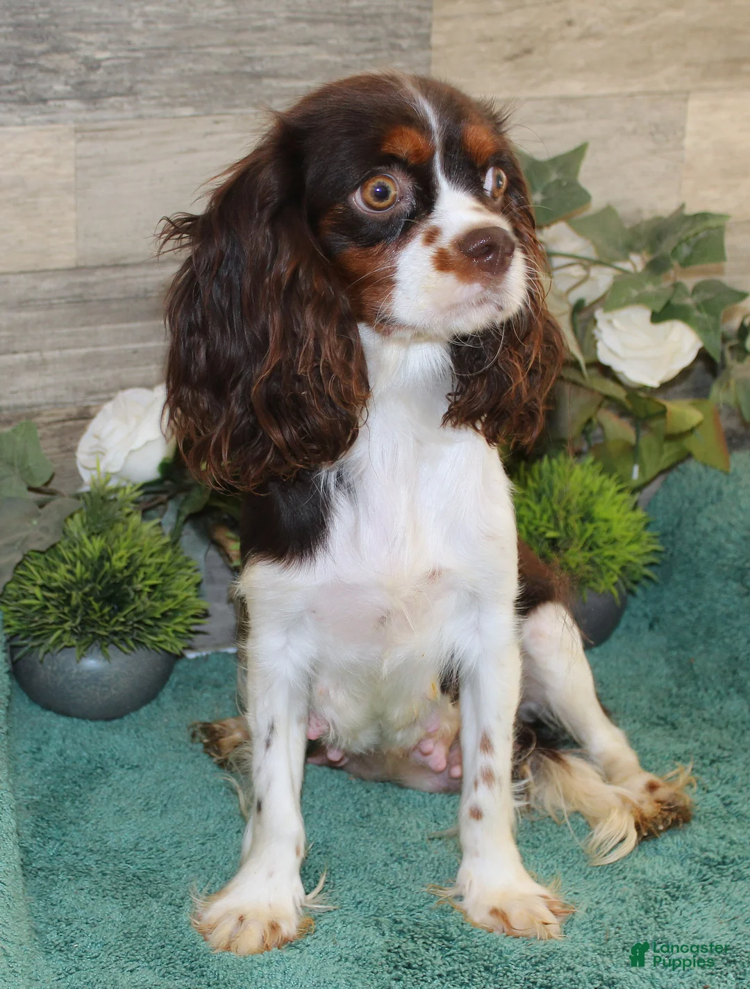 Cavapoo dogs for sale: Roxy's #1 Male - Ad 5