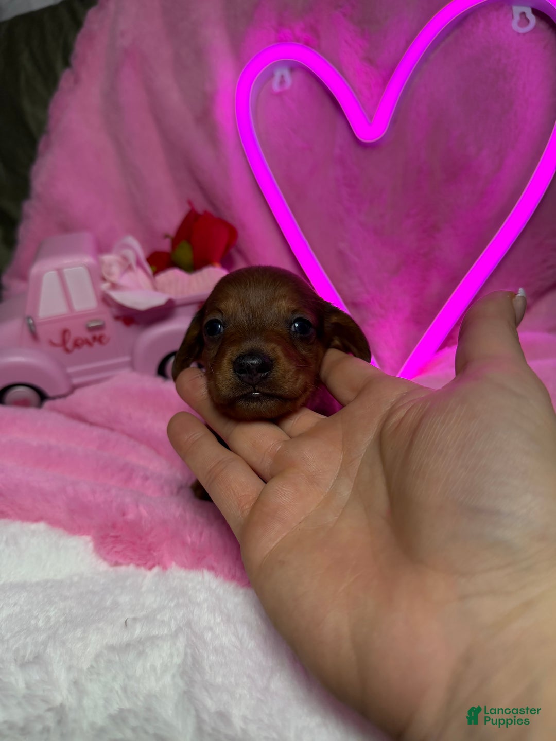 Miniature Dachshund dogs for sale: Choco - Ad 4