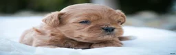 Shihpoo dogs for sale: Tommy Shihpoo  - Ad 3