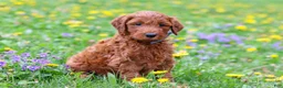 Goldendoodle dogs for sale: Calvin F1b - Ad 4