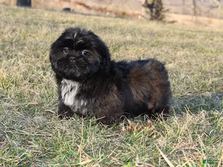 Shih Tzu dogs Elvis - Ad 5