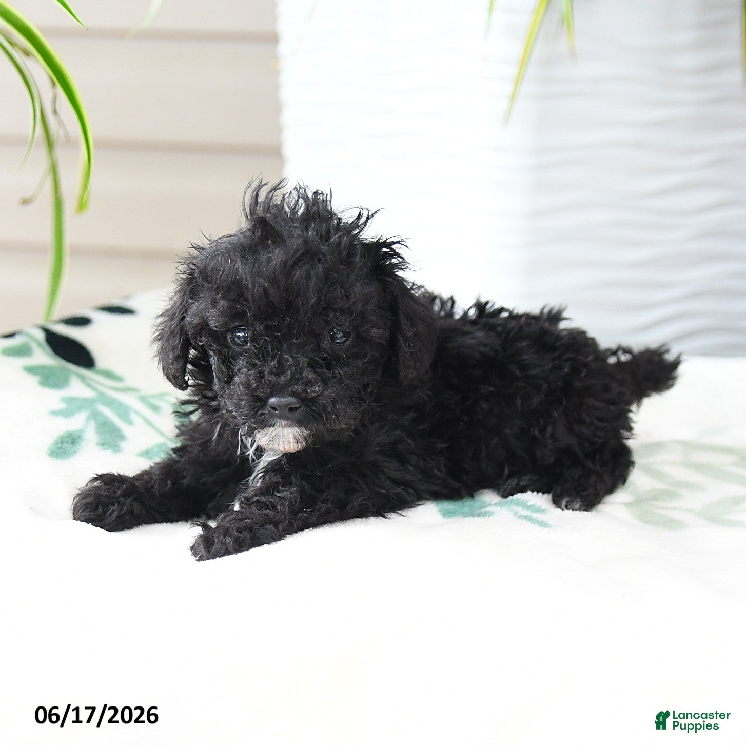 Miniature Poodle dogs Quirk - Ad 2