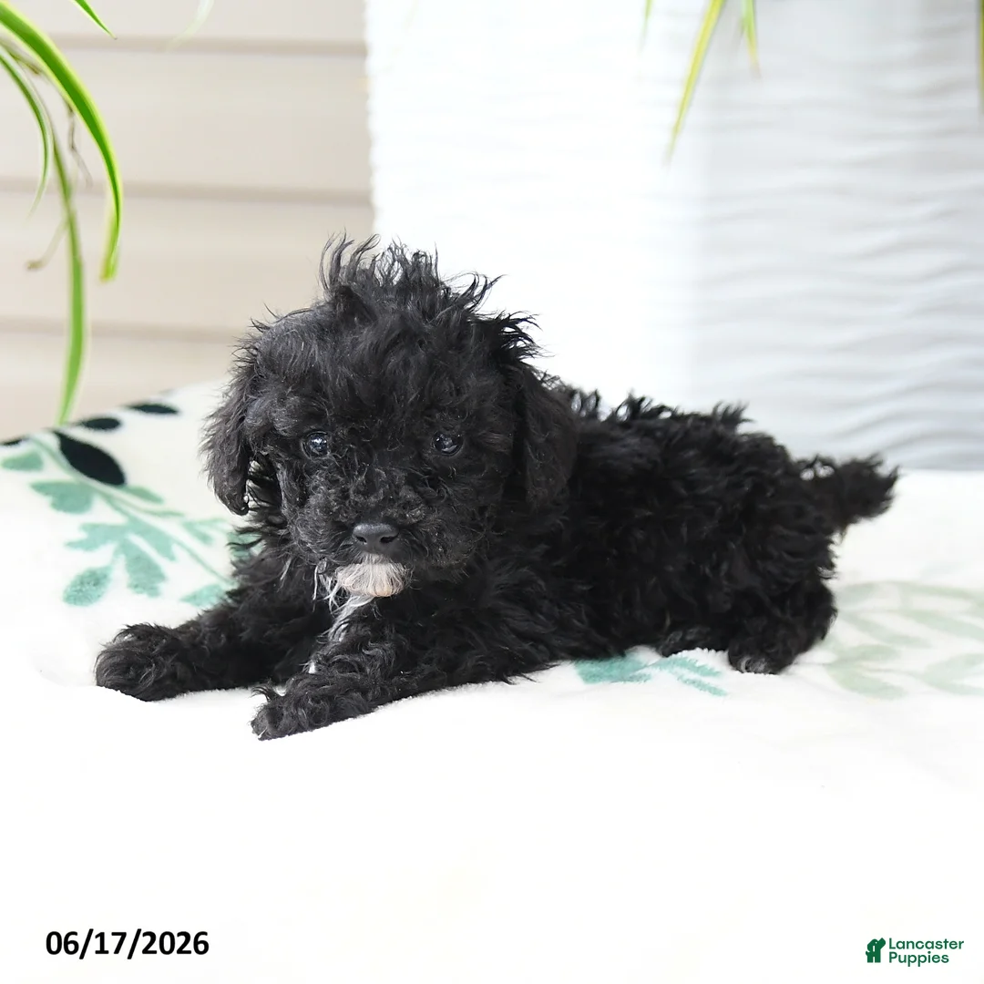 Miniature Poodle dogs for sale: Quirk - Ad 2