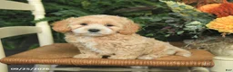 Havapoo dogs for sale: Daffodil - Ad 4