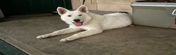 German Shepherd dogs for sale: Opal - Ad 15