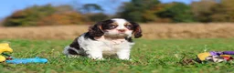 Cavalier King Charles Spaniel dogs for sale: Chloe - Ad 1