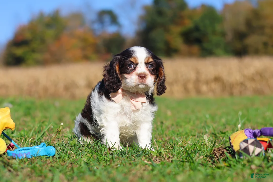 Cavalier King Charles Spaniel dogs for sale: Chloe - Ad 1