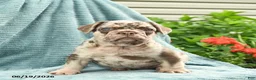 French Bulldog dogs for sale: Duke  - Ad 4