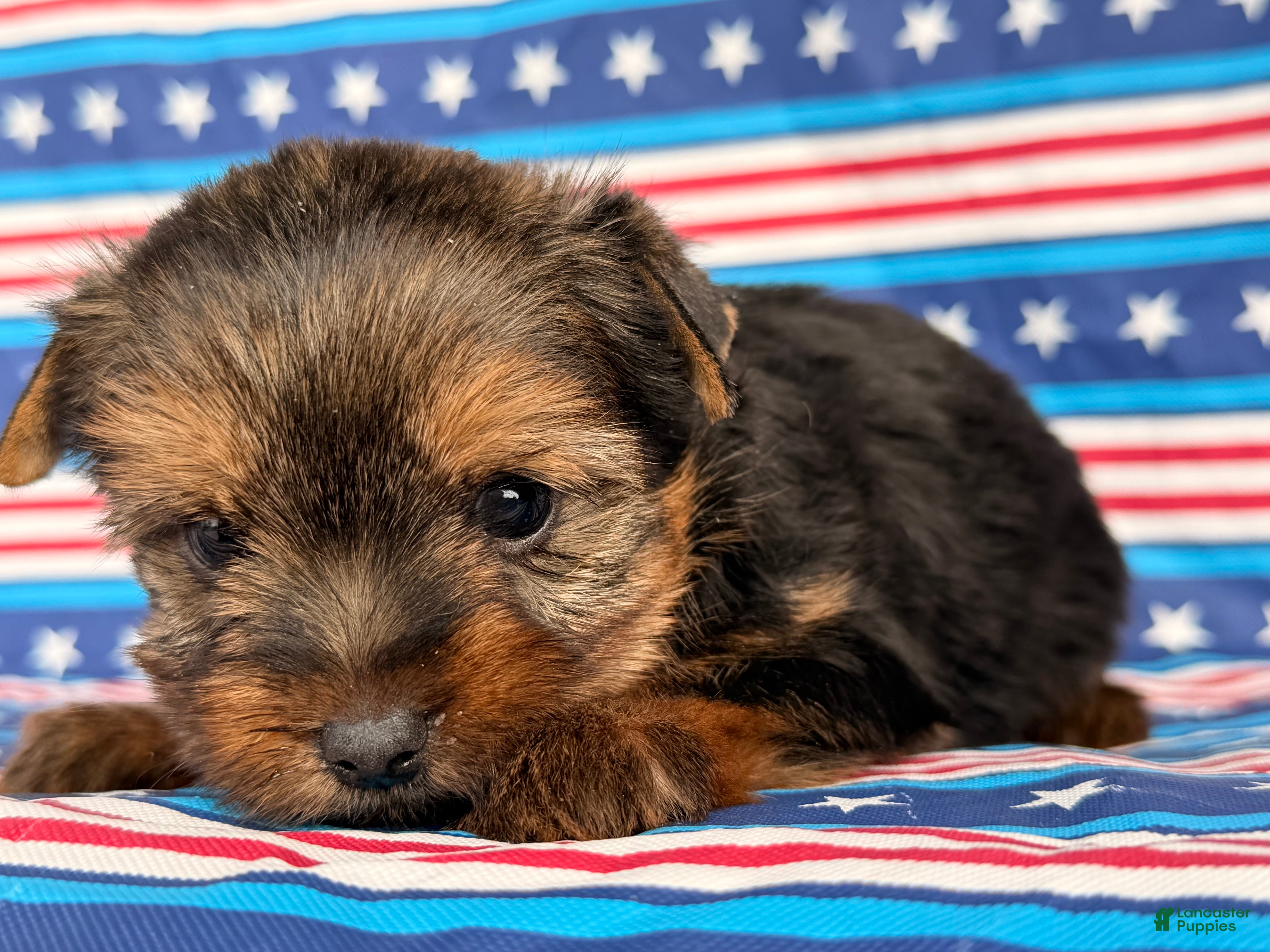 Yorkshire Terrier dogs Nicole Yorkshire Terrier  - Ad 2