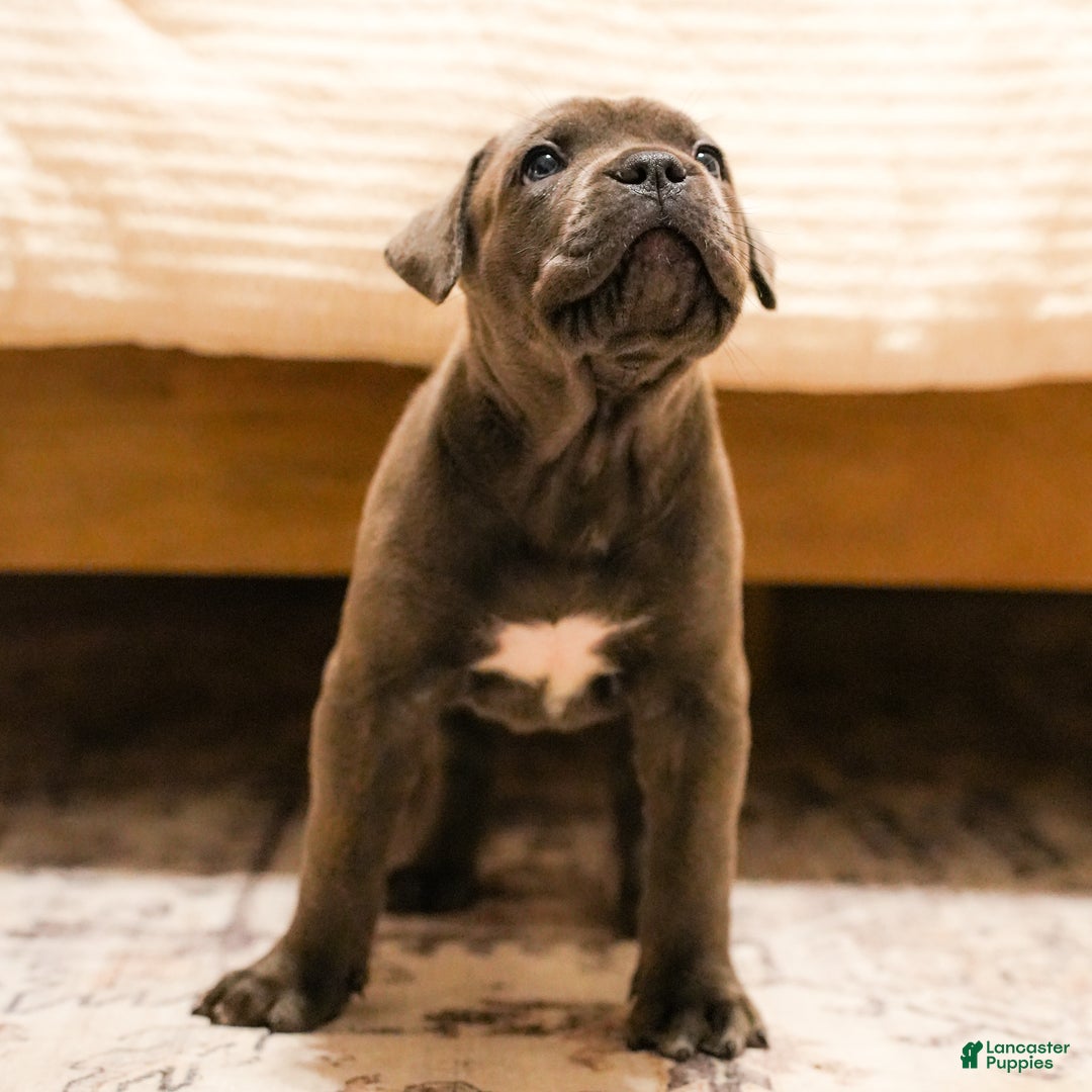 Mixed Breed dogs for sale: Clare - Image 7