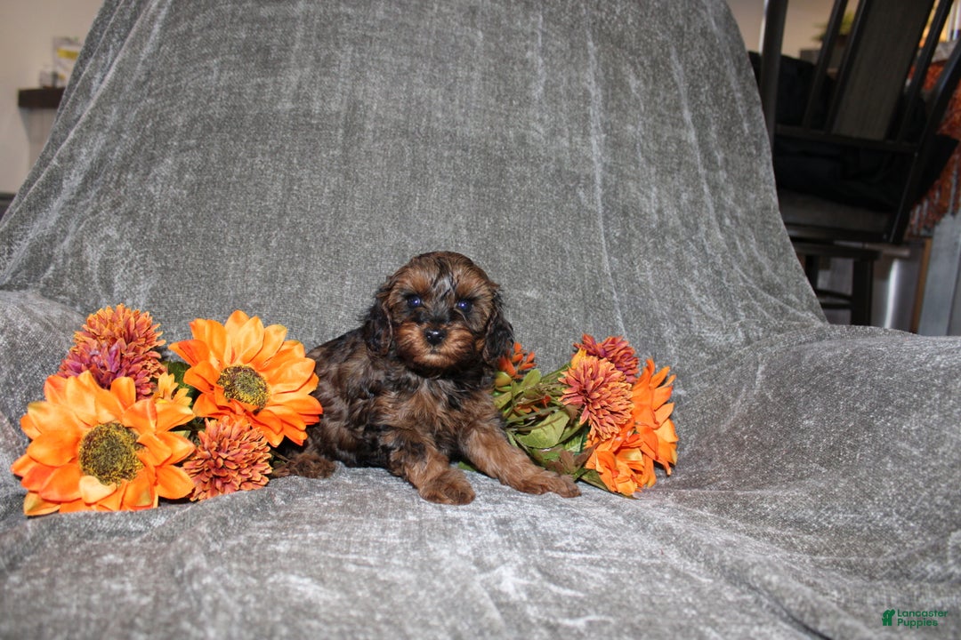 Yorkiepoo dogs for sale: Kelly - Ad 2