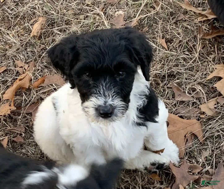 Aussiedoodle dogs Aussiedoodle Puppy 6 - Ad 15