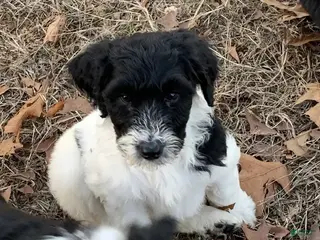 Aussiedoodle dogs Aussiedoodle Puppy 6 - Ad 15