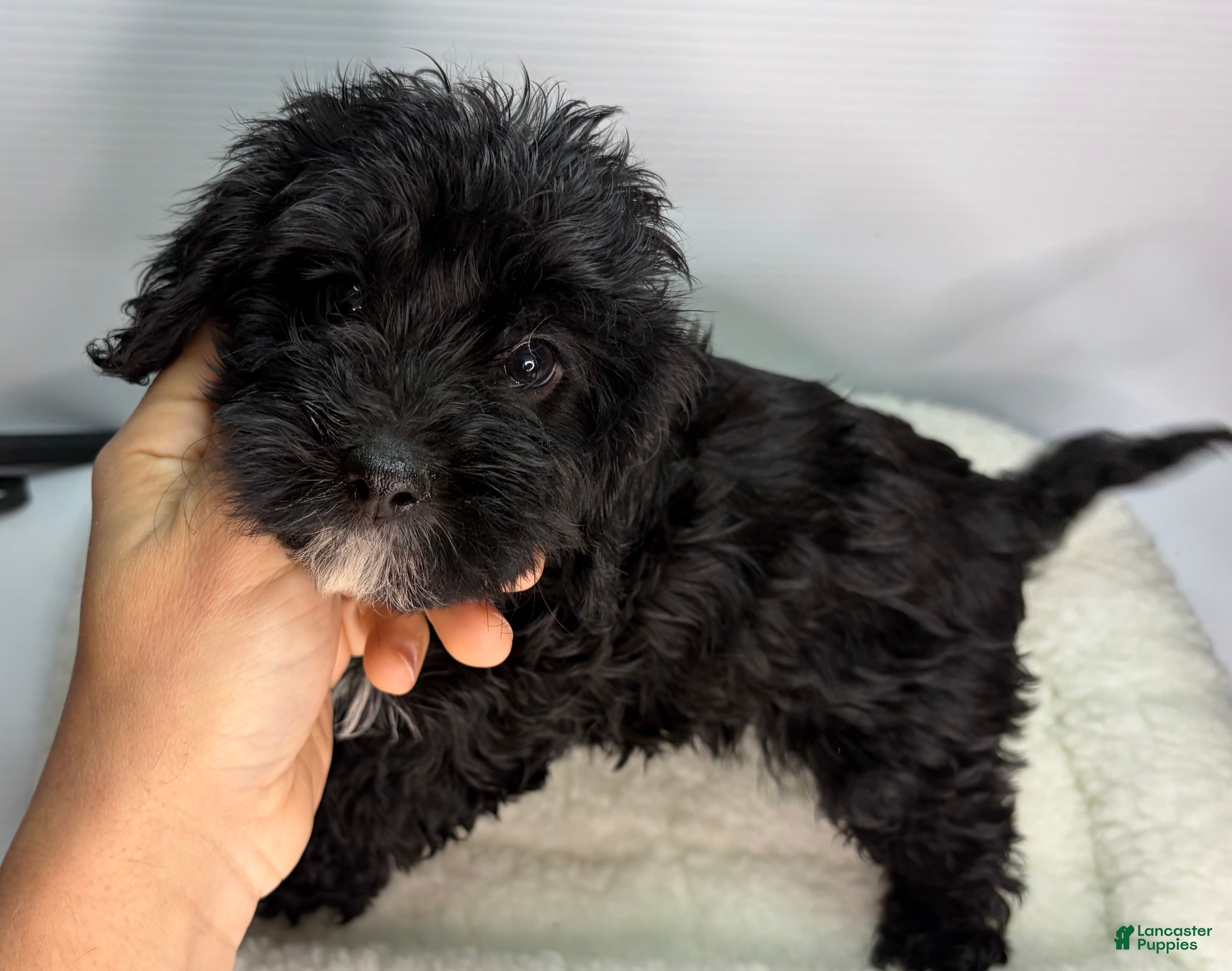 Cavapoo dogs Cavapoo Puppy 3 - Ad 16