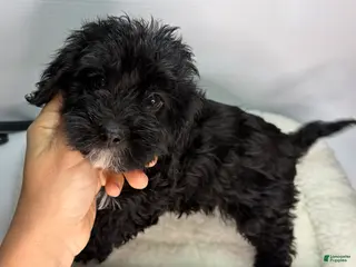 Cavapoo dogs Cavapoo Puppy 3 - Ad 16