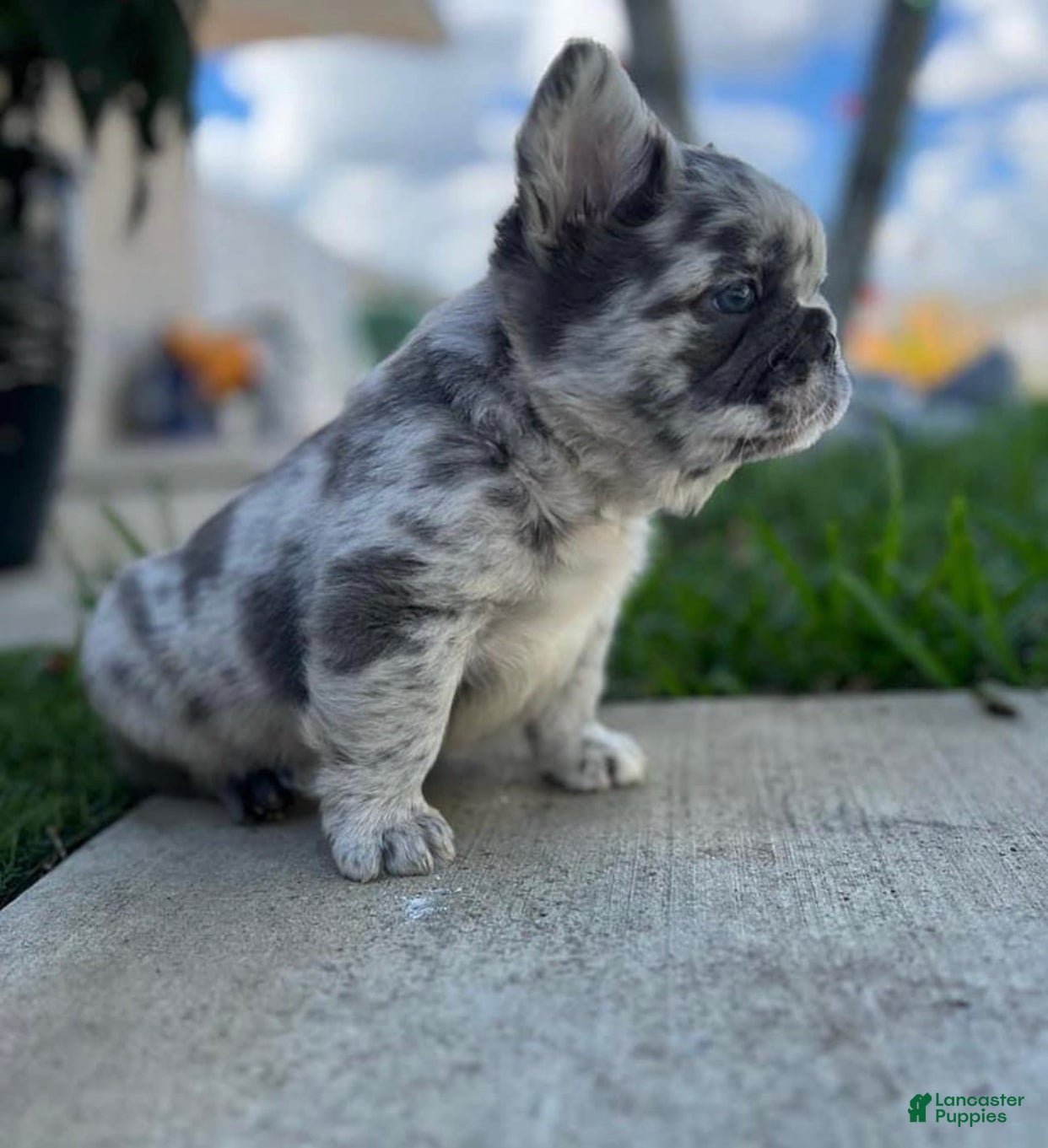 French Bulldog dogs Roxy Blue Merle Fluffy Frenchie Pup - Ad 37