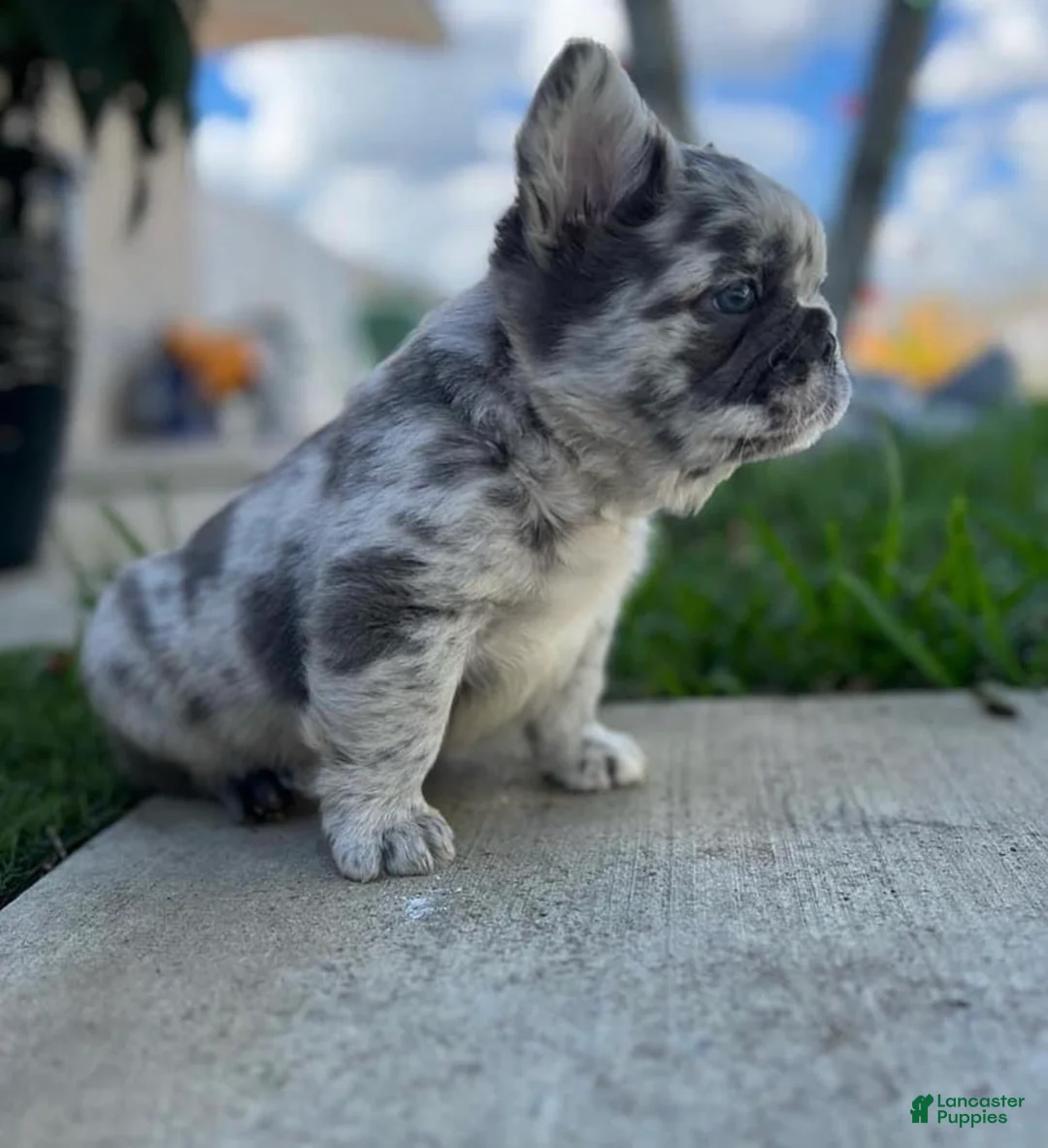 French Bulldog dogs for sale: Roxy Blue Merle Fluffy Frenchie Pup - Ad 1