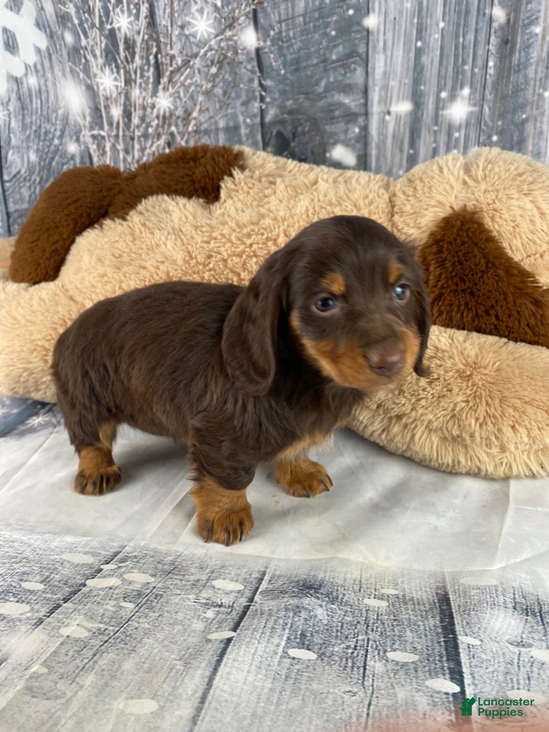 Miniature Dachshund dogs for sale: Lilly - Ad 11