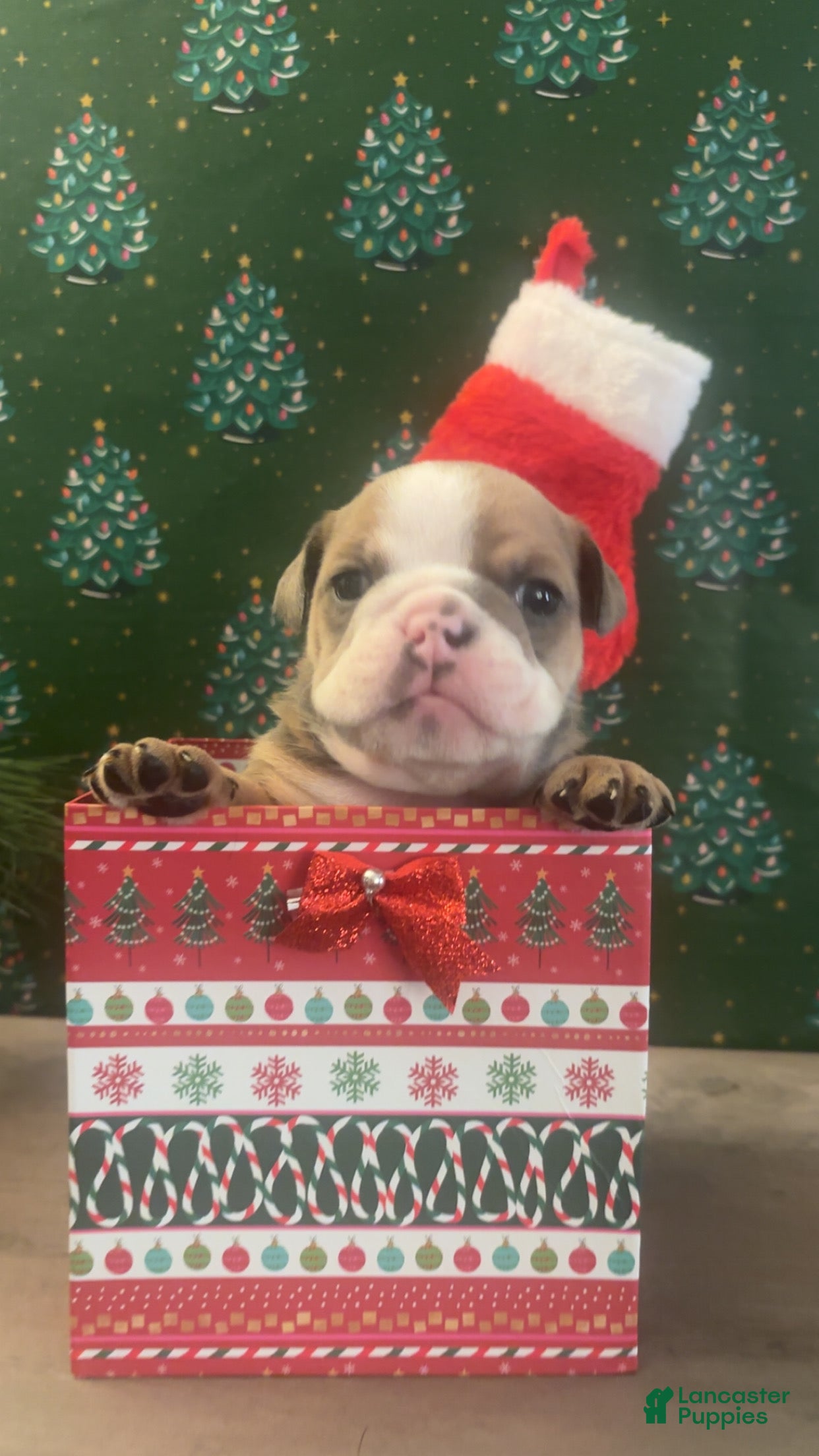 English Bulldog dogs English Bulldog Puppy 6 - Ad 25