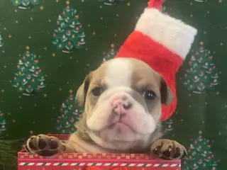 English Bulldog dogs English Bulldog Puppy 6 - Ad 28