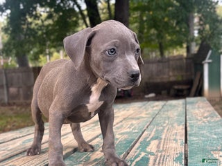 Mixed Breed dogs - Ad 10