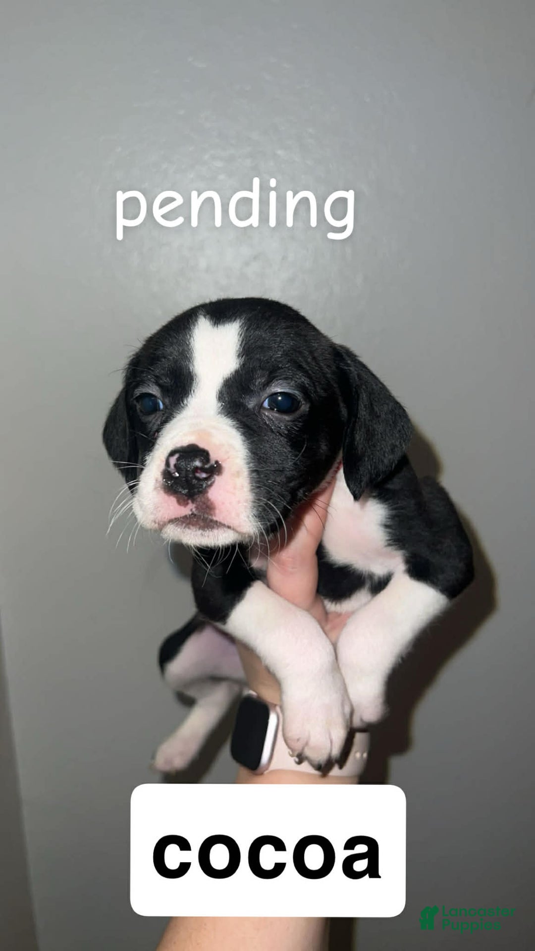 Mixed Breed dogs for sale: Mixed Breed Puppy 4 - Ad 2