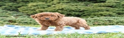 Mini Goldendoodle dogs for sale: Simba - Ad 3