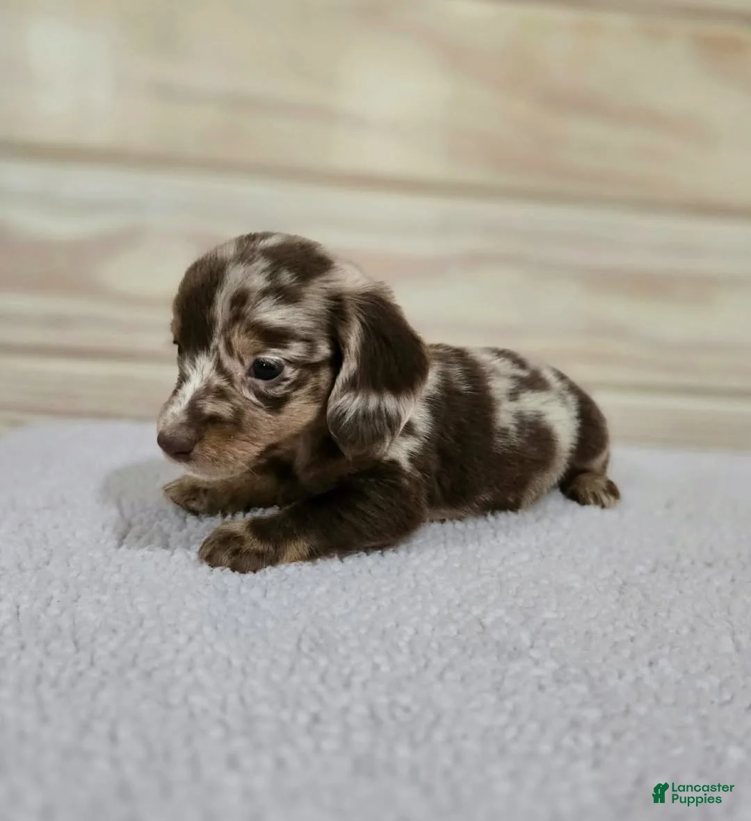 Miniature Dachshund dogs for sale: Miniature Dachshund Puppy 1 - Ad 2