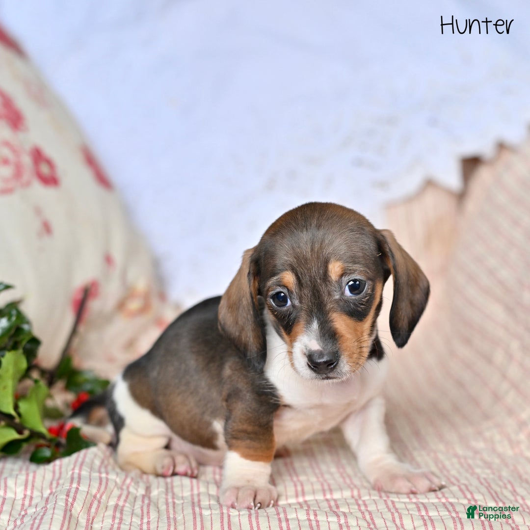 Miniature Dachshund dogs for sale: Hunter - Ad 2